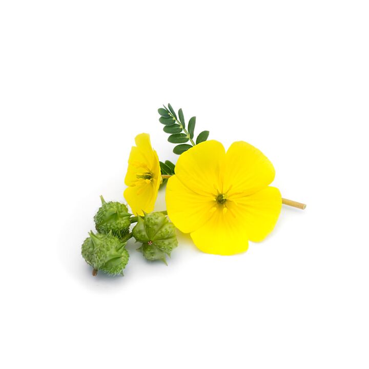 Tribulus Feronex'te sürünüyor