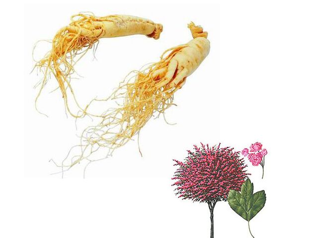 gücü artırmak için ginseng ve alıç